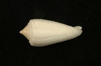藏品(木乃伊芋螺)的圖片